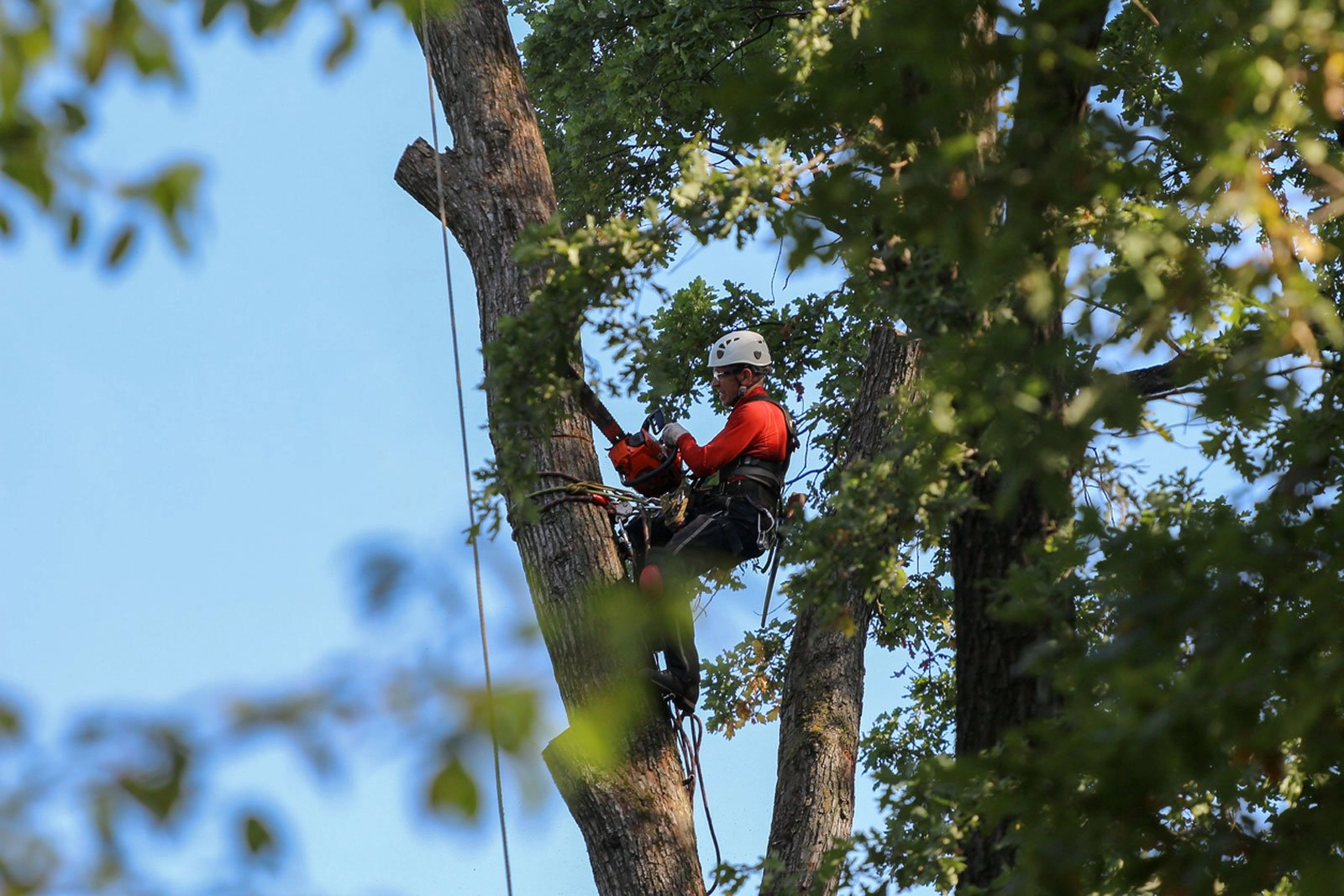 tree cutting services