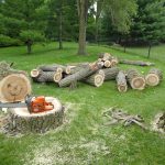 Signs You Need Stump Removal and Grinding Services