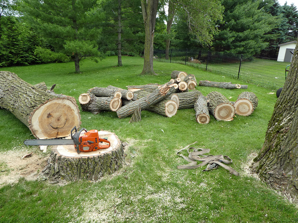 Signs You Need Stump Removal and Grinding Services